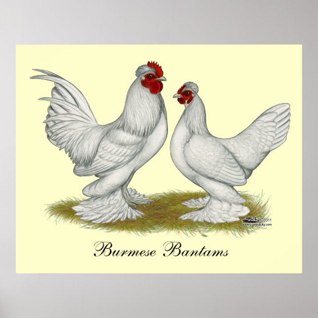 Poster Bantams birmans (Devant)