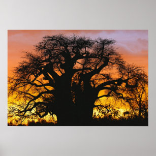 Poster baobab africain, Adansonia digitata,