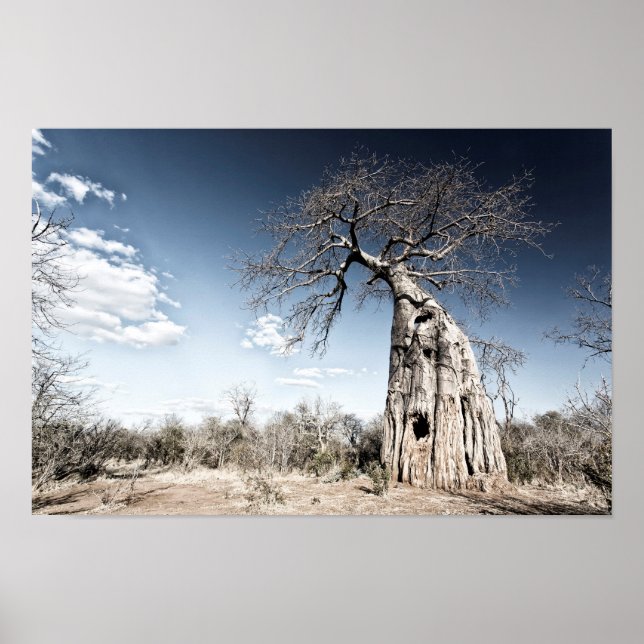 Poster Baobab Tree at Mana Pools National Park, Zimbabwe (Devant)