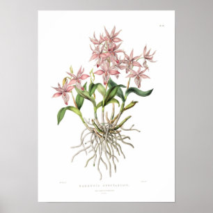 Poster Barkeria spectabilis par Mlle Drake.