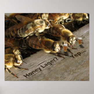 Poster Barre Bees_Honey Lager ?
