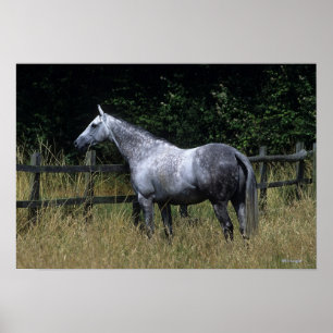 Poster Barrière se tenante prêt de cheval de pur sang