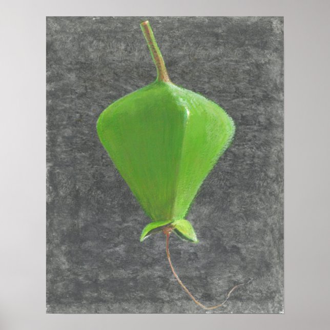 Poster Barringtonia Acutangula (Devant)