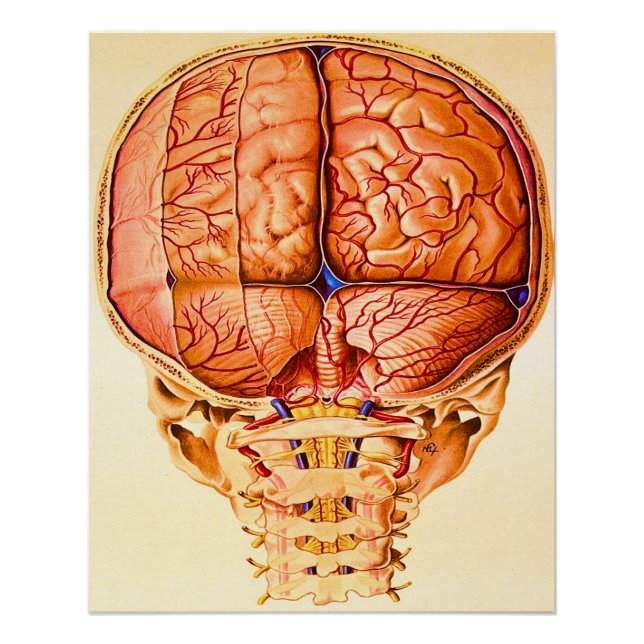 Poster Base Cerveau Et Meninges Lithographie (Devant)