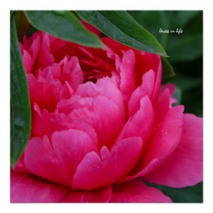 Poster Bashful Pink Peony