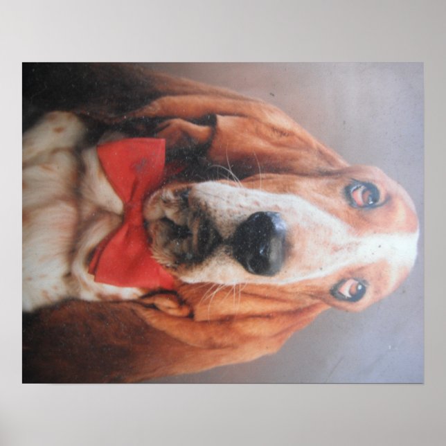 Poster Basset Hound Avec Cravate Red Bow (Devant)