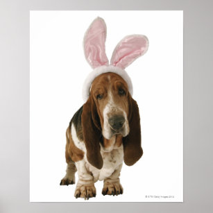 Poster Basset hound avec des oreilles de lapin