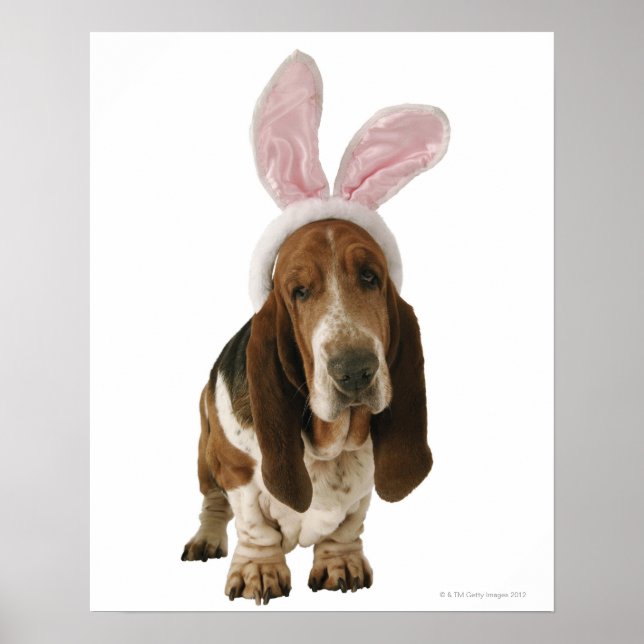Poster Basset hound avec des oreilles de lapin (Devant)
