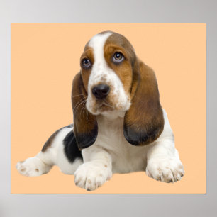 Poster Basset Hound Fabulous Face Print