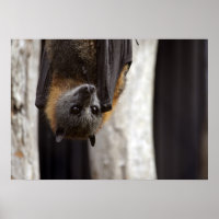 Bat australien