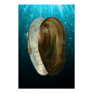 Poster Beach Ocean Sea Shells