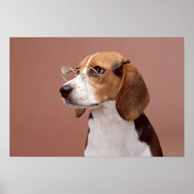Poster Beagle (Devant)