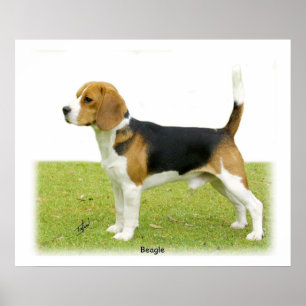 Poster Beagle 9J27D-02