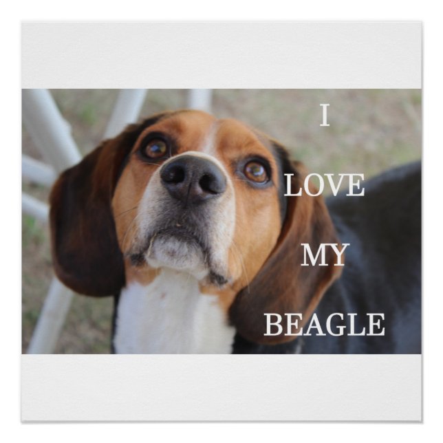 Poster beagle amour w pic noir rouge blanc (Devant)