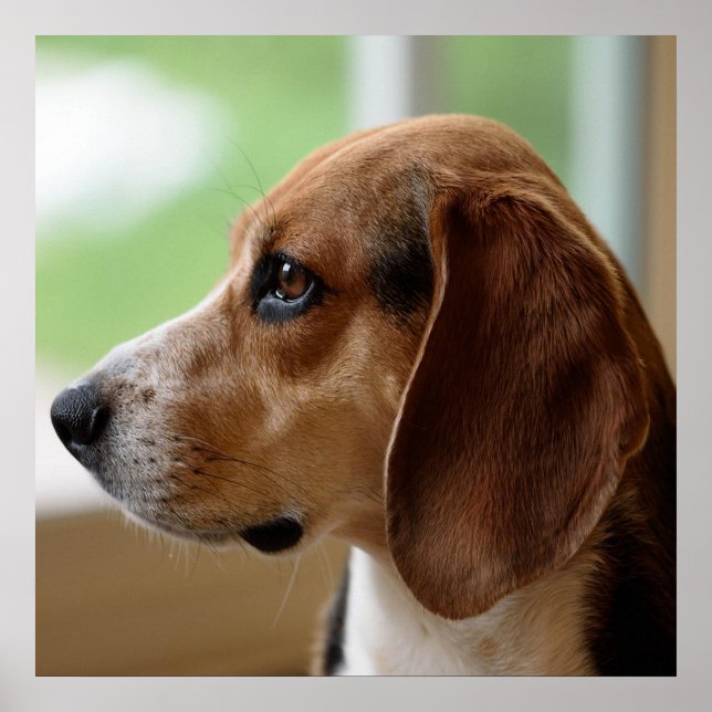 Poster Beagle de rêve du jour (Devant)