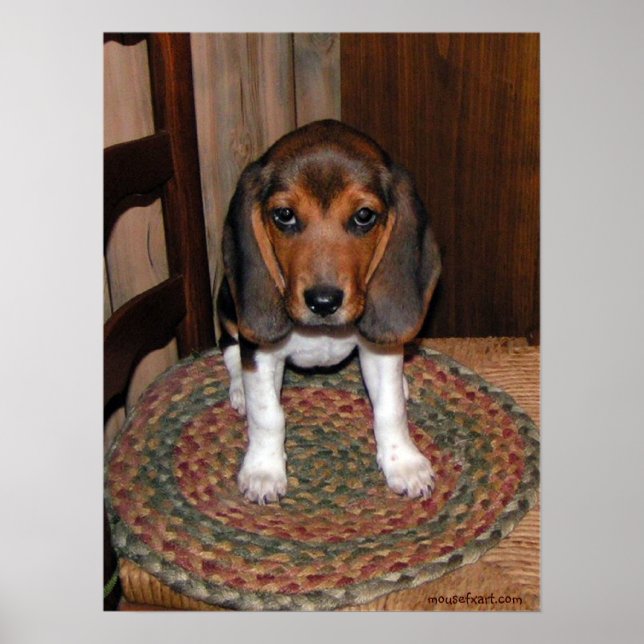 Poster beagle Puppy (Devant)