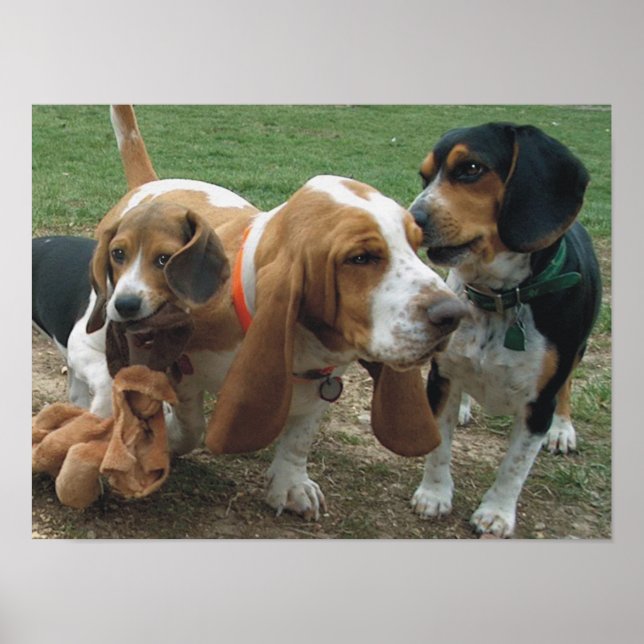 Poster Beagles & Basset Hound Friends (Devant)