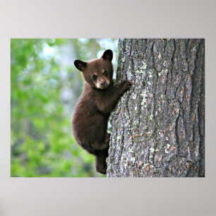 Poster Bear Cub Escalade a Tree