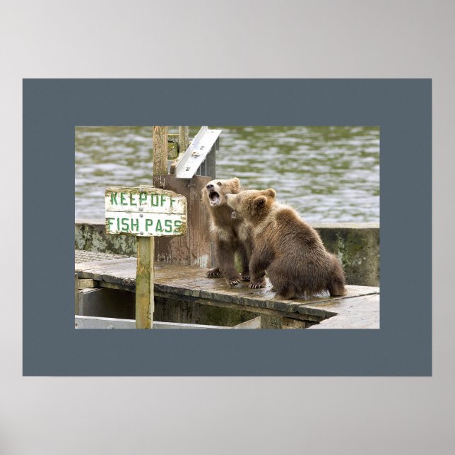 Poster Bear Cubs Garder Souvenirs de saké Aimer Destiny D (Devant)
