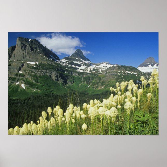 Poster Beargrass near Logan Pass in Gacier National (Devant)