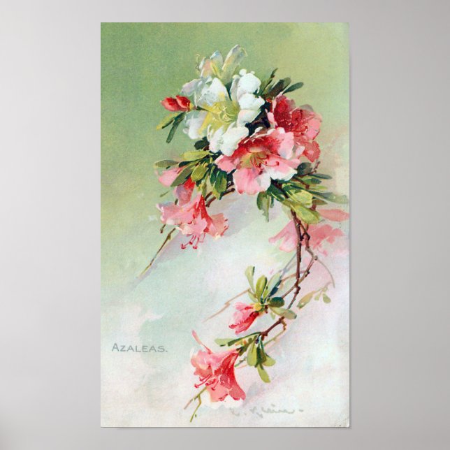 Poster Beau Art Vintage Azaleas (Devant)