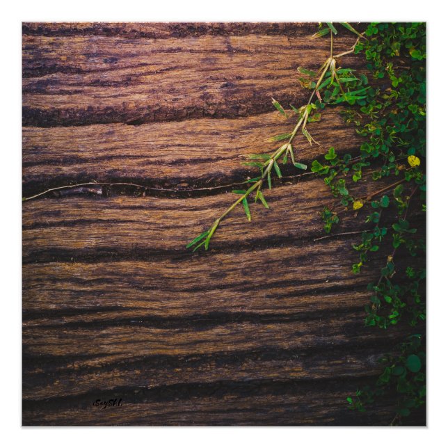 Poster beau bois ancien (Devant)