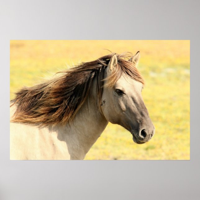 Poster Beau cheval gris sauvage (Devant)
