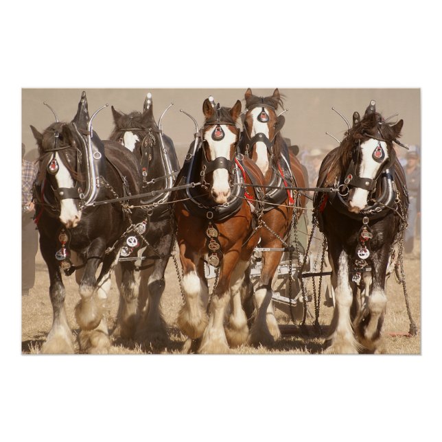 Poster Beau Clydesdale Horses - Travail d'équipe (Devant)