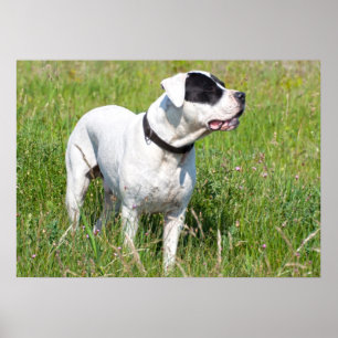 Poster Beau Dogo Argentino