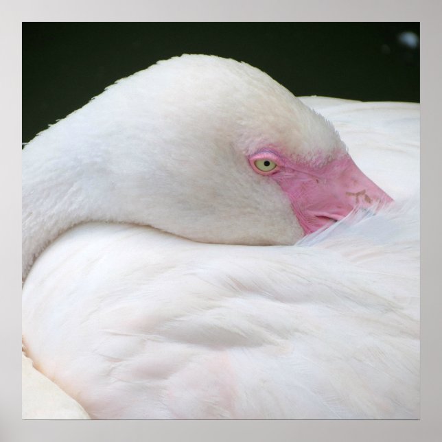 Poster Beau Flamant rose blanc (Devant)