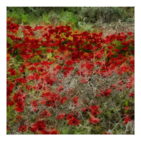 Beau Fleur sauvage rouge Anemones Art Abstrait