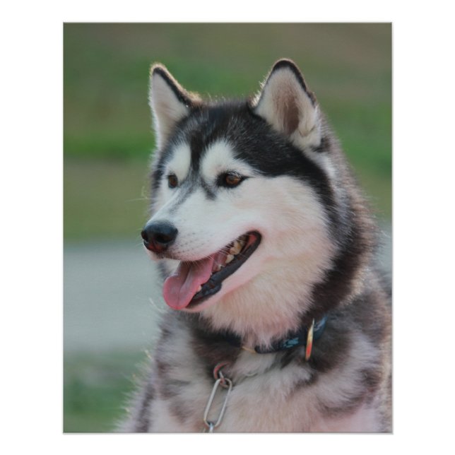 Poster Beau Husky Art Print Sled Dog (Devant)