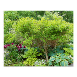 Poster Beau jardin paysager vert avec hostas