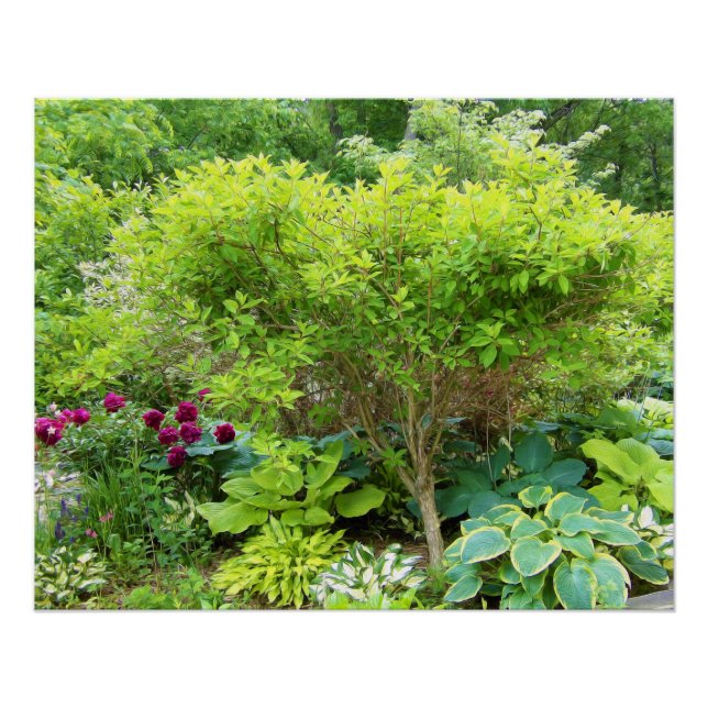 Poster Beau jardin paysager vert avec hostas (Devant)