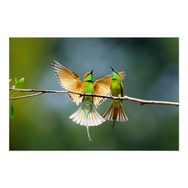 Poster Beau Motmot Bird sur Branche (Devant)