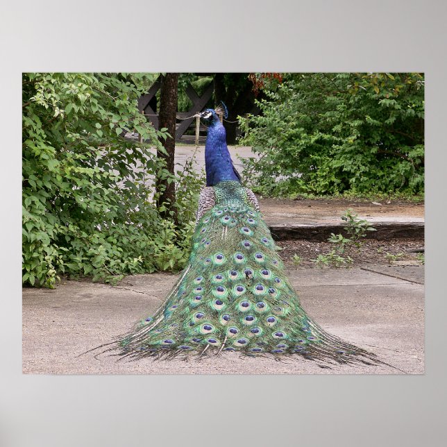 Poster Beau paon mâle (Devant)