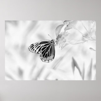Poster Beau Papillon sur fleur - Noir et Blanc