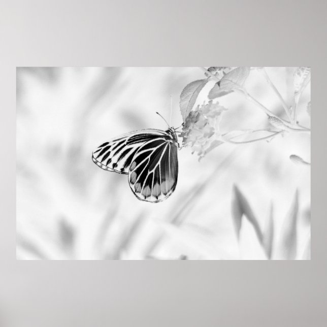 Poster Beau Papillon sur fleur - Noir et Blanc (Devant)