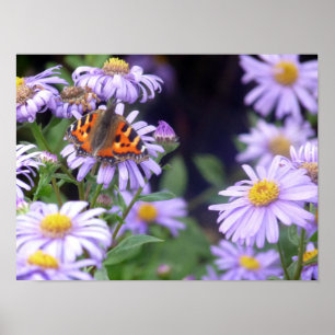 Poster Beau Papillon Sur Fleurs
