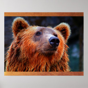 Poster Beau Portrait d'ours Brown Faune Photo