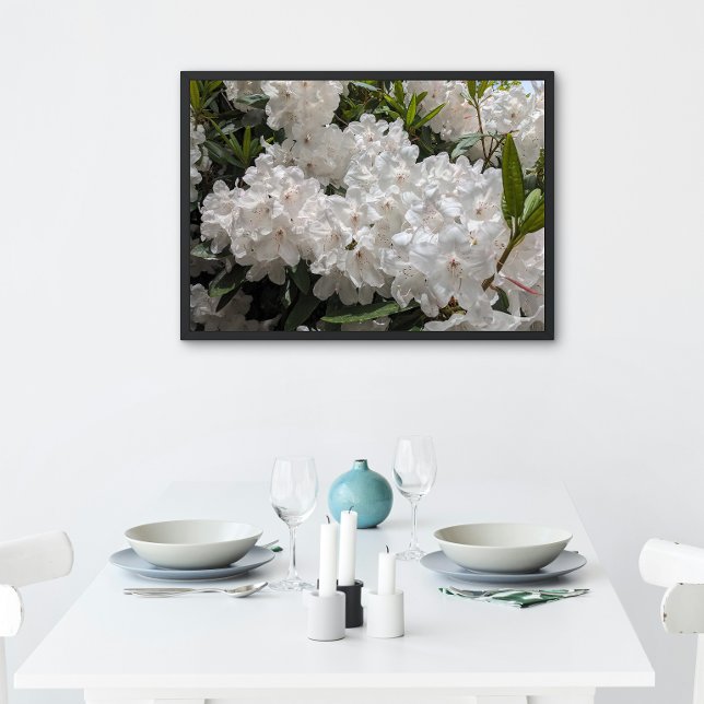 Poster Beau Rhododendron blanc fleurit Floral (In Situ (Framed))