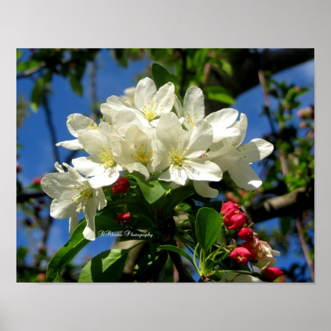Poster Beauté de ChinaBerry (Devant)