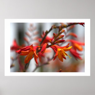 Poster Beauté de jardin