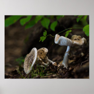 Poster Beauté douteuse