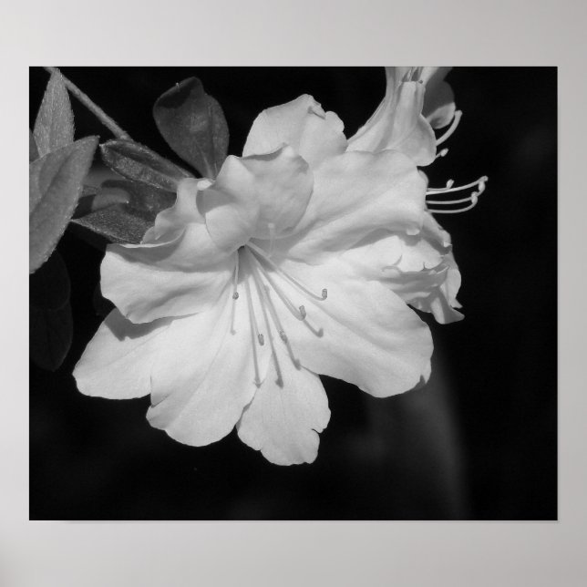 Poster Beauté du printemps II (Devant)