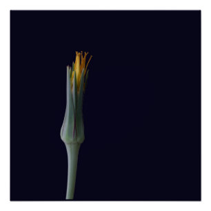 Poster Beauté florale cachée