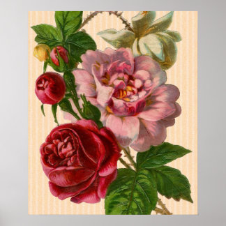 Poster Beautiful Colorful Roses