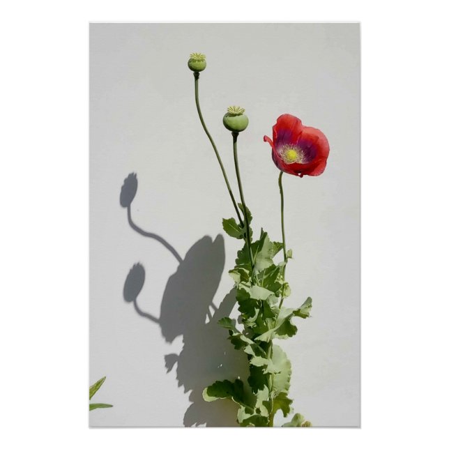 Poster Beauty is also the Beast. (Devant)