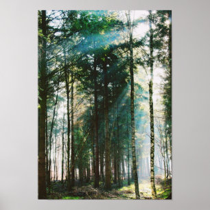 Poster Beaux arbres Sun de nature de jour de forêt de
