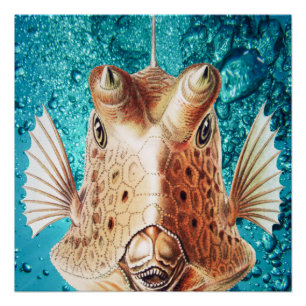 Poster Beaux poissons d'art par Earnst Haeckel